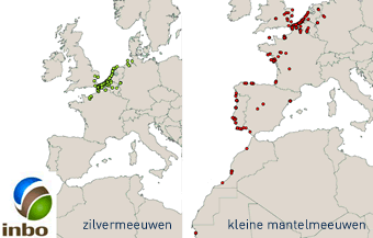 Waarnemingen van gekleurringde zilvermeeuwen en kleine mantelmeeuwen
