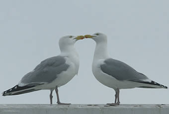 Histoires des mouettes d’Ostende