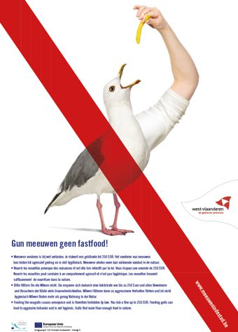 Affiche dérangements causés par les mouettes