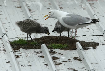 Mouettes qui nichent sur les toits à la côte flamande / belge