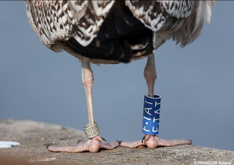 Kleurringen laten toe om bewegingen van meeuwen op te volgen