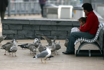 Dérangements causés par les mouettes