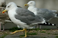 Geelpootmeeuw (Larus michahellis)