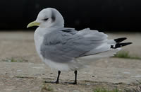 La mouette tridactyle (Rissa tridactyla)