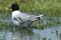 Zwergmöwe (Larus minutus)