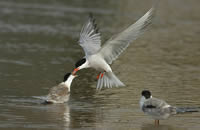 Flussseeschwalbe (Sterna hirundo)