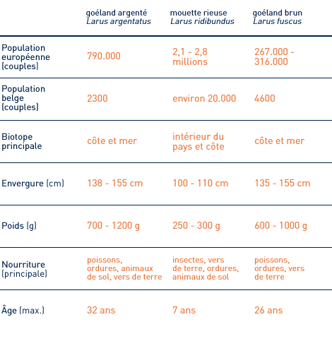 Espèces de mouettes