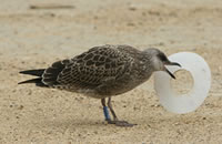 Une mouette jeune