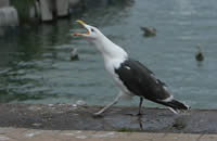 Die Mantelmöwe (Larus marinus)