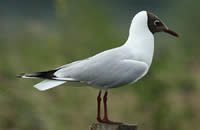 Lachmöwe (Larus ridibundus)