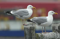 Le goéland argenté (Larus argentatus)