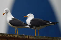 Le goéland brun (Larus fuscus)