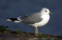 Stormmeeuw (Larus canus)