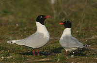 Schwarzkopfmöwe (Larus melanocephalus)