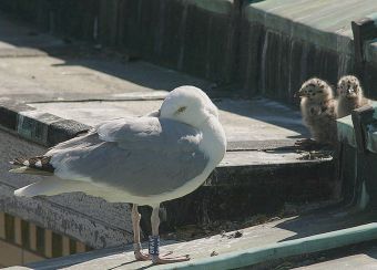 Meeuwenverhalen uit Oostende: Wardje