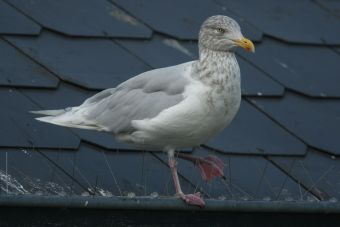 Meeuwenverhalen uit Oostende: Jean